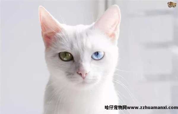 泰國(guó)御猫和土猫的區(qū)别是什么(泰國(guó)御猫和土猫的區(qū)别在哪)