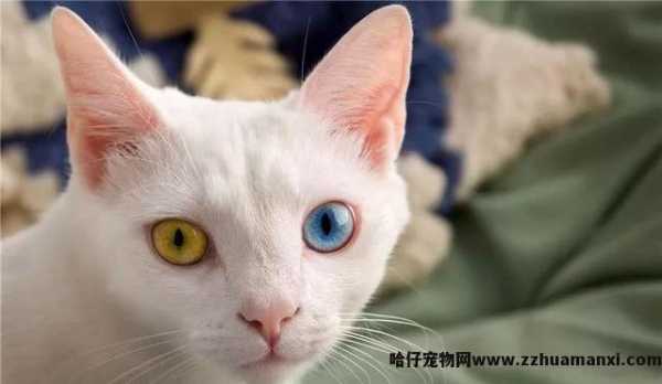 泰國(guó)御猫和土猫的區(qū)别是什么(泰國(guó)御猫和土猫的區(qū)别在哪)