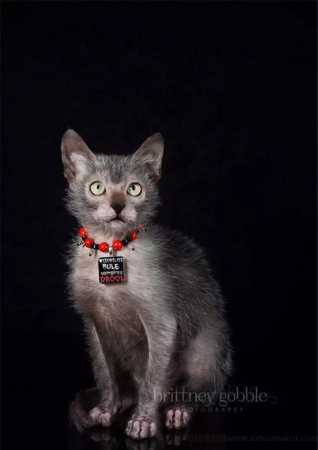 泰國(guó)御猫和土猫的區(qū)别是什么(泰國(guó)御猫和土猫的區(qū)别在哪)
