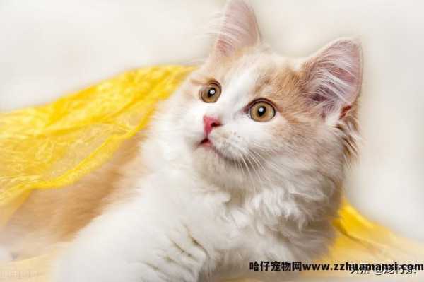 猫咪饮水机有(yǒu)必要吗(猫咪饮水机真的有(yǒu)用(yòng)吗)