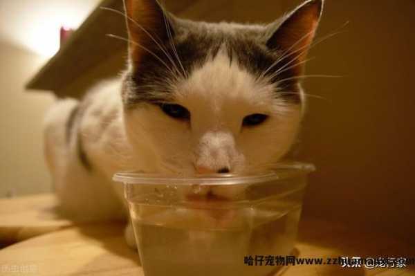 猫咪饮水机有(yǒu)必要吗(猫咪饮水机真的有(yǒu)用(yòng)吗)