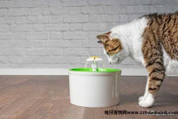 猫咪饮水机有(yǒu)必要吗(猫咪饮水机真的有(yǒu)用(yòng)吗)