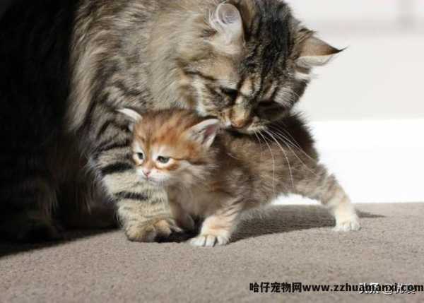 猫专用(yòng)避孕药有(yǒu)用(yòng)吗(猫有(yǒu)没有(yǒu)专用(yòng)避孕药)