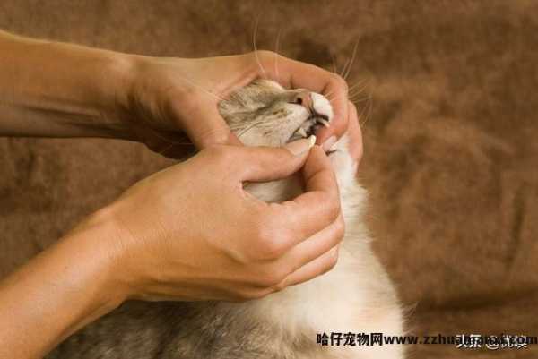 猫专用(yòng)避孕药有(yǒu)用(yòng)吗(猫有(yǒu)没有(yǒu)专用(yòng)避孕药)