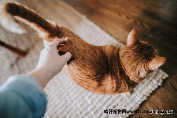 猫专用(yòng)避孕药有(yǒu)用(yòng)吗(猫有(yǒu)没有(yǒu)专用(yòng)避孕药)