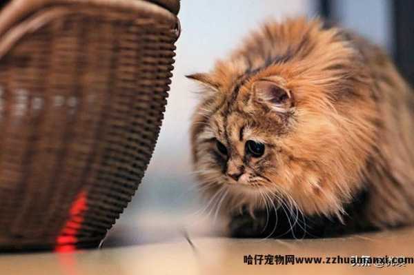 猫专用(yòng)避孕药有(yǒu)用(yòng)吗(猫有(yǒu)没有(yǒu)专用(yòng)避孕药)
