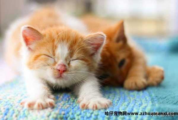 猫专用(yòng)避孕药有(yǒu)用(yòng)吗(猫有(yǒu)没有(yǒu)专用(yòng)避孕药)