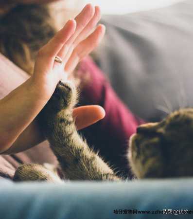猫专用(yòng)避孕药有(yǒu)用(yòng)吗(猫有(yǒu)没有(yǒu)专用(yòng)避孕药)