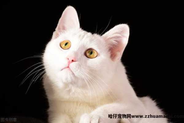 白色中华田园猫特点(白色的中华田园猫)