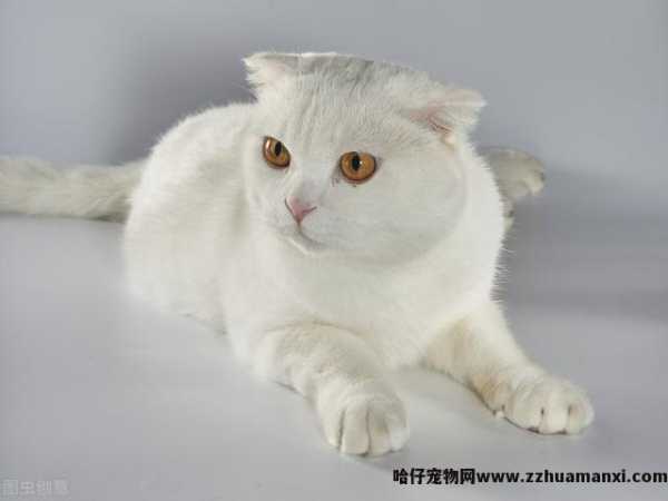 白色中华田园猫特点(白色的中华田园猫)