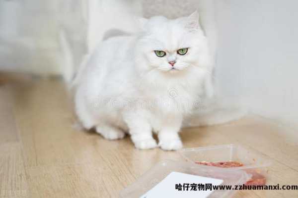 白色中华田园猫特点(白色的中华田园猫)