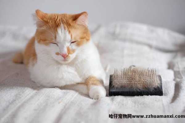 猫毛球症什么症状(猫猫毛球症有(yǒu)什么症状)
