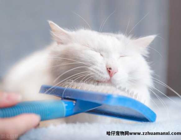 猫毛球症什么症状(猫猫毛球症有(yǒu)什么症状)