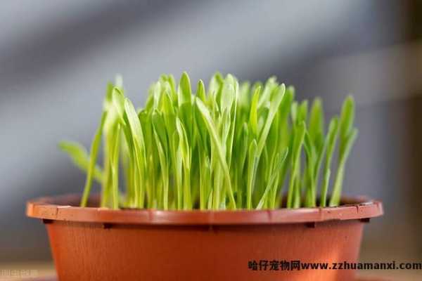 猫毛球症什么症状(猫猫毛球症有(yǒu)什么症状)