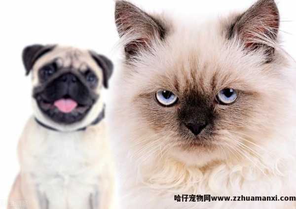 异國(guó)長(cháng)毛猫和波斯猫的區(qū)别(异國(guó)長(cháng)毛猫和波斯猫的區(qū)别在哪)