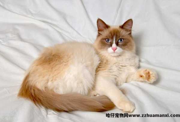 异國(guó)長(cháng)毛猫和波斯猫的區(qū)别(异國(guó)長(cháng)毛猫和波斯猫的區(qū)别在哪)