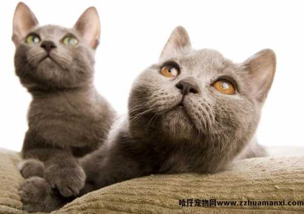 异國(guó)長(cháng)毛猫和波斯猫的區(qū)别(异國(guó)長(cháng)毛猫和波斯猫的區(qū)别在哪)