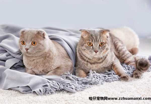 异國(guó)長(cháng)毛猫和波斯猫的區(qū)别(异國(guó)長(cháng)毛猫和波斯猫的區(qū)别在哪)