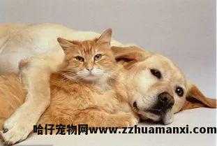 猫聪明还是狗聪明(到底是猫聪明还是狗聪明)