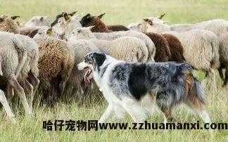 猫聪明还是狗聪明(到底是猫聪明还是狗聪明)