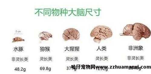 猫聪明还是狗聪明(到底是猫聪明还是狗聪明)