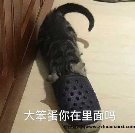 猫聪明还是狗聪明(到底是猫聪明还是狗聪明)