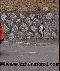 猫聪明还是狗聪明(到底是猫聪明还是狗聪明)