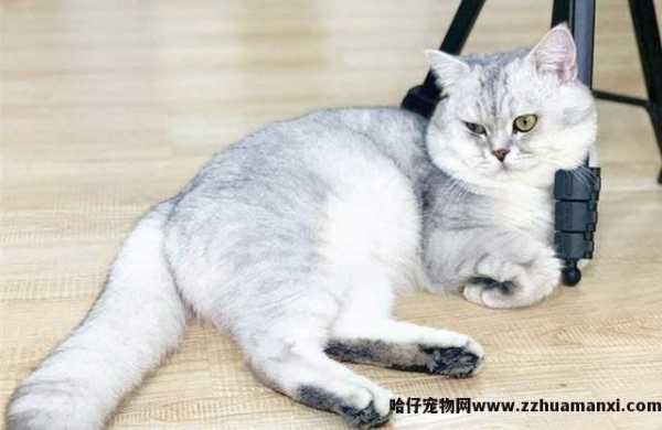 英短银渐层猫掉毛严重吗(英短银渐层猫掉毛厉害吗)