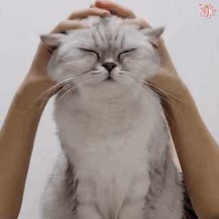 英短银渐层猫掉毛严重吗(英短银渐层猫掉毛厉害吗)
