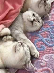 英短银渐层猫掉毛严重吗(英短银渐层猫掉毛厉害吗)