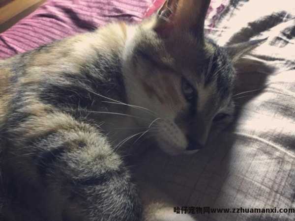 猫会认主人吗(宠物(wù)猫会认主人吗)