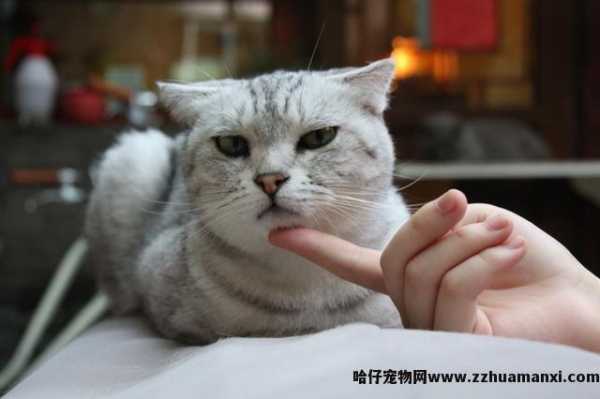 猫会认主人吗(宠物(wù)猫会认主人吗)