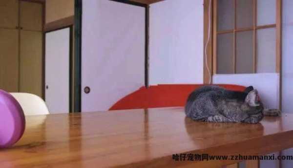 猫会认主人吗(宠物(wù)猫会认主人吗)