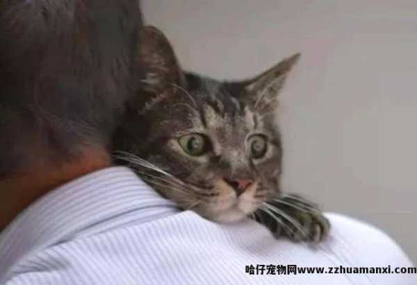 猫会认主人吗(宠物(wù)猫会认主人吗)