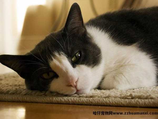 猫会认主人吗(宠物(wù)猫会认主人吗)