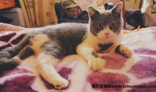 猫会认主人吗(宠物(wù)猫会认主人吗)