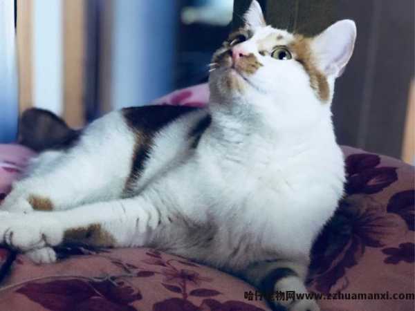 猫会认主人吗(宠物(wù)猫会认主人吗)