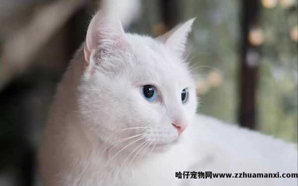 猫会认主人吗(宠物(wù)猫会认主人吗)