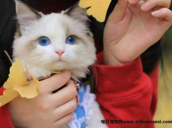 猫会认主人吗(宠物(wù)猫会认主人吗)