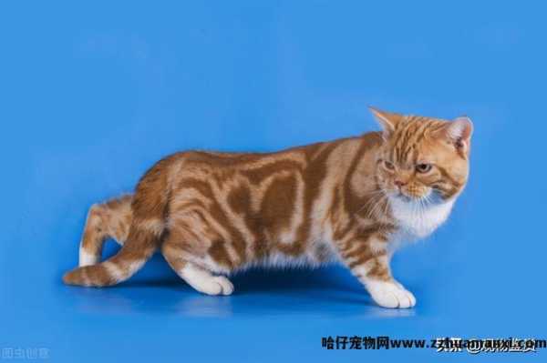 猫和蛇的反应速度谁快一点(猫和蛇的反应速度谁快些)