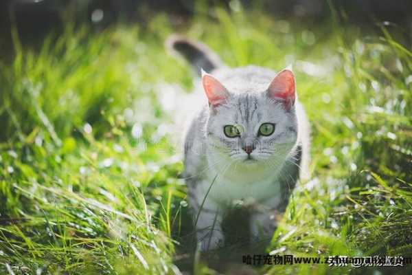 猫和蛇的反应速度谁快一点(猫和蛇的反应速度谁快些)