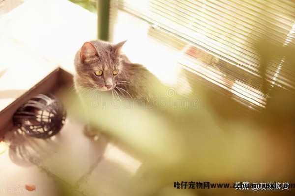 猫和蛇的反应速度谁快一点(猫和蛇的反应速度谁快些)
