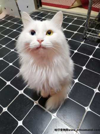 猫太粘人了怎么办(猫太粘人怎么回事)