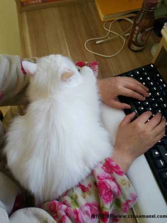 猫太粘人了怎么办(猫太粘人怎么回事)
