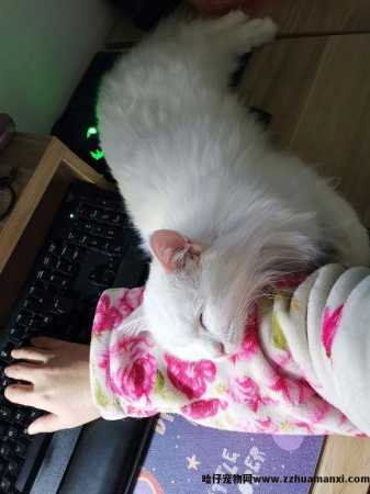 猫太粘人了怎么办(猫太粘人怎么回事)