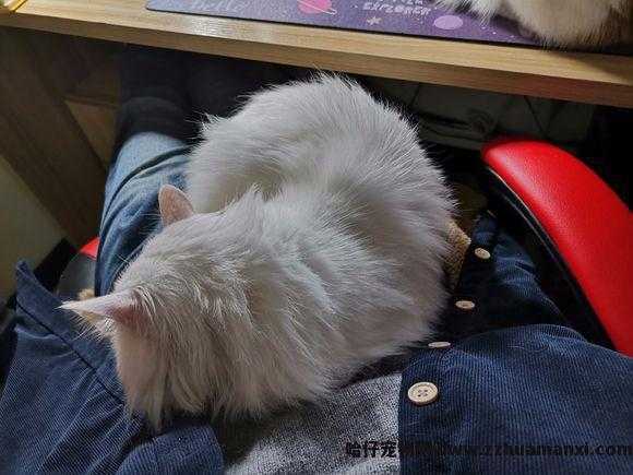 猫太粘人了怎么办(猫太粘人怎么回事)