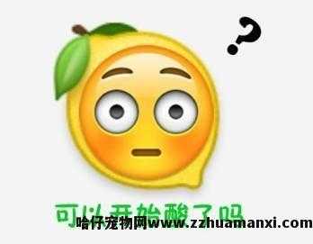 猫太粘人了怎么办(猫太粘人怎么回事)