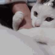 猫太粘人了怎么办(猫太粘人怎么回事)