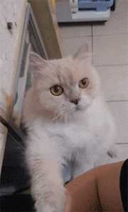猫太粘人了怎么办(猫太粘人怎么回事)