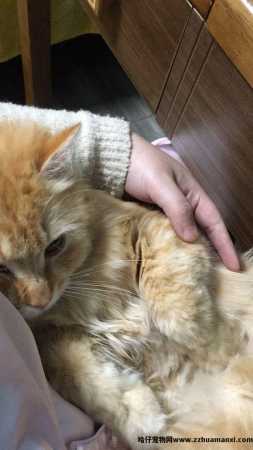 猫太粘人了怎么办(猫太粘人怎么回事)